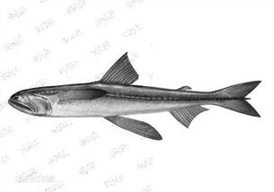 水产品中天然存在甲醛吗？温州专家为您揭秘真相