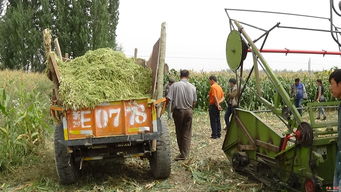 黑英山乡 驻村干部助力牧民制作青储饲料，推动畜牧业发展