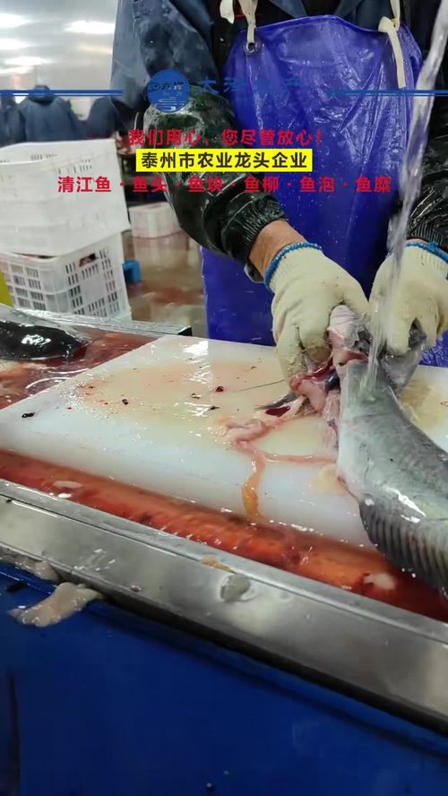 一线工人风采 水产源头工厂车间实拍与鮰鱼柳加工实录