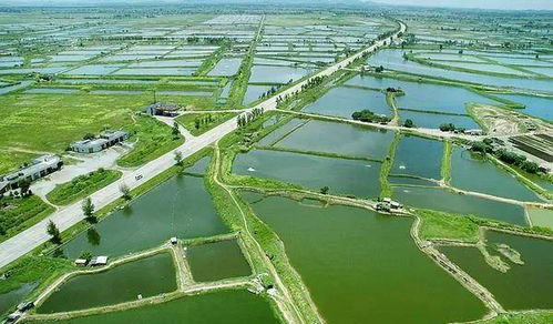 秋季渔业管理5大要点与畜牧渔业饲料销售策略