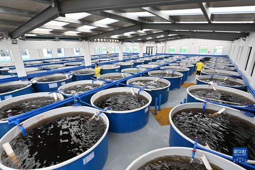 海南文昌 以特色产业为翼，谱写高质量发展新篇章——聚焦畜牧渔业饲料销售