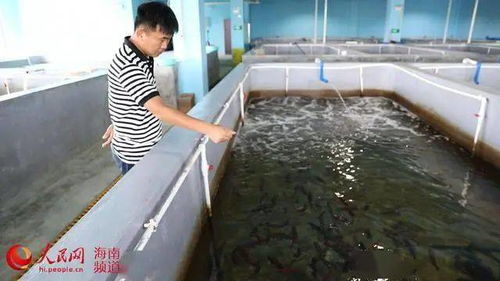 从传统到现代 文昌水产养殖的转型之路与饲料销售新机遇