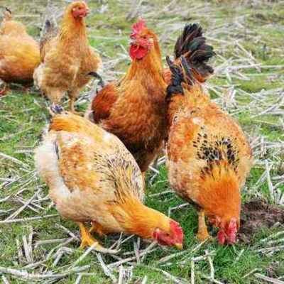 现代农业产业链全景图 从田间到餐桌的多元化发展